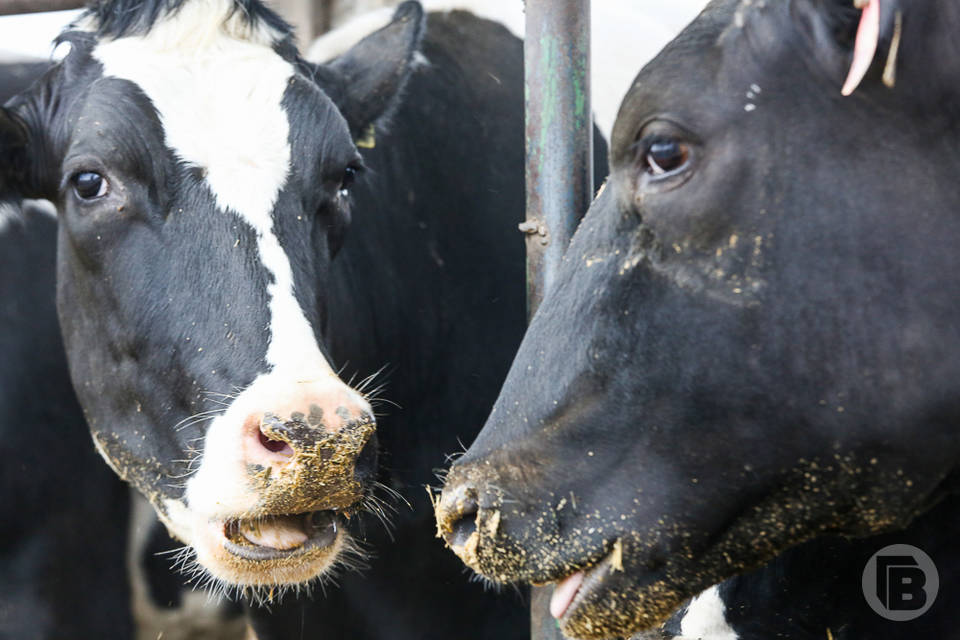 Под Волгоградом ветврачи ликвидировали очаг опасной болезни у коров