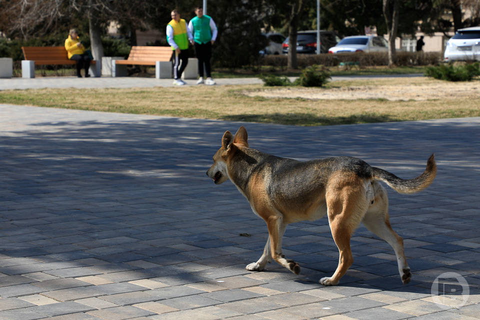 Жители Волгоградской области стали чаще обращаться к врачам из-за укусов собак