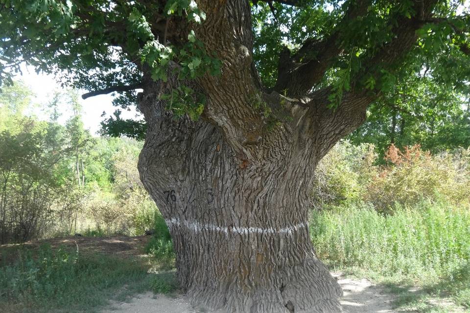 Реликтовый дуб из Волгоградской области участвует в конкурсе «Российское дерево года»