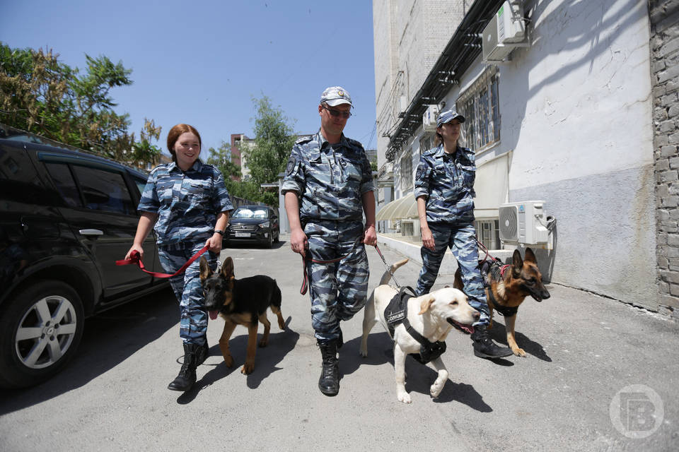 Волгоградская полиция ищет водителей, кавалеристов и кинологов