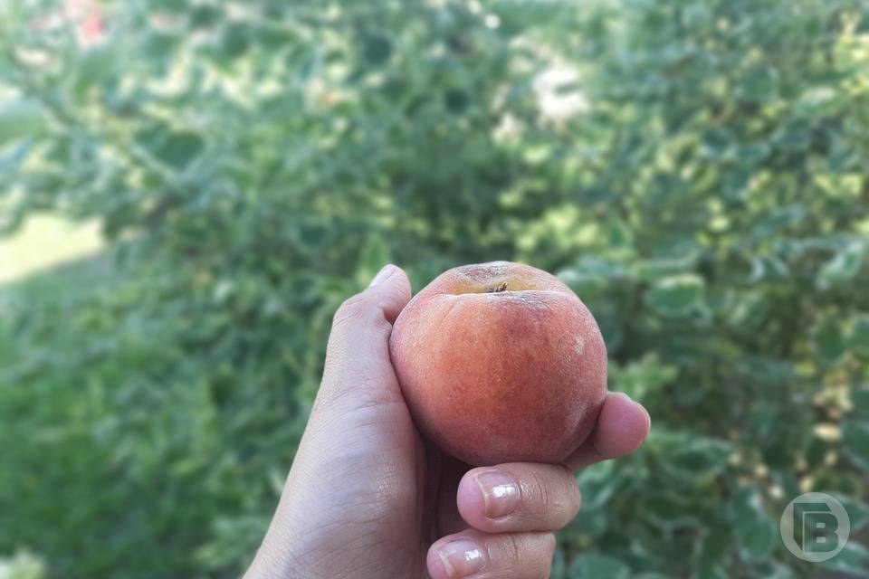 Волгоградские санврачи предлагают сердечникам чаще есть персики