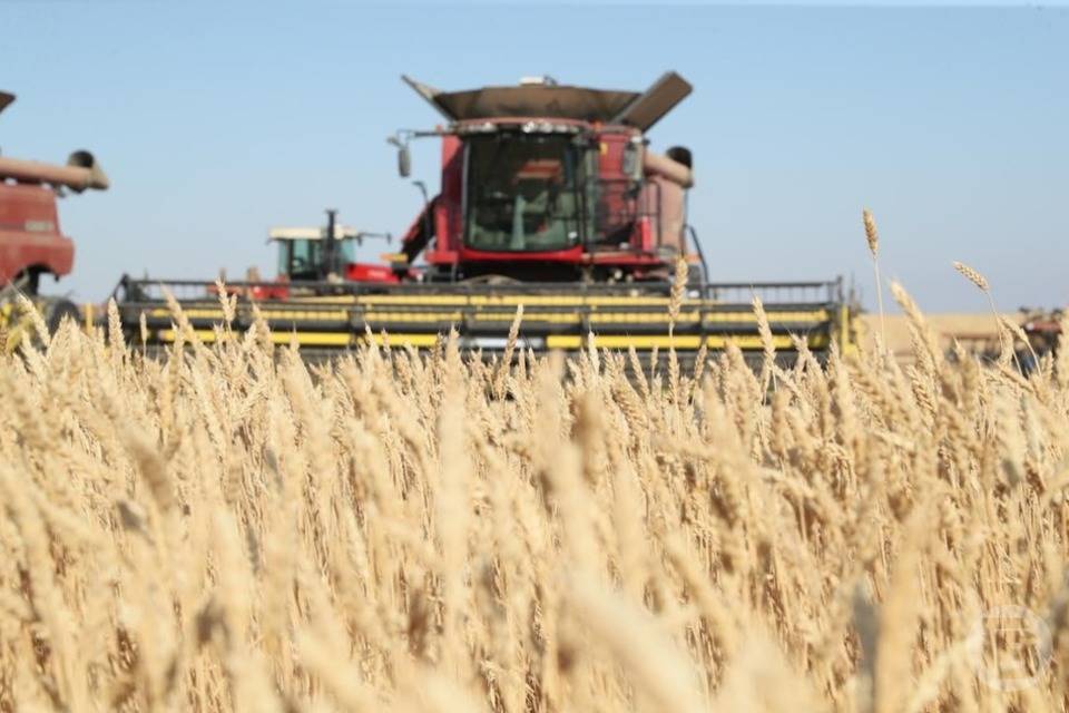 Волгоградские аграрии собрали свыше четырех миллионов тонн зерна