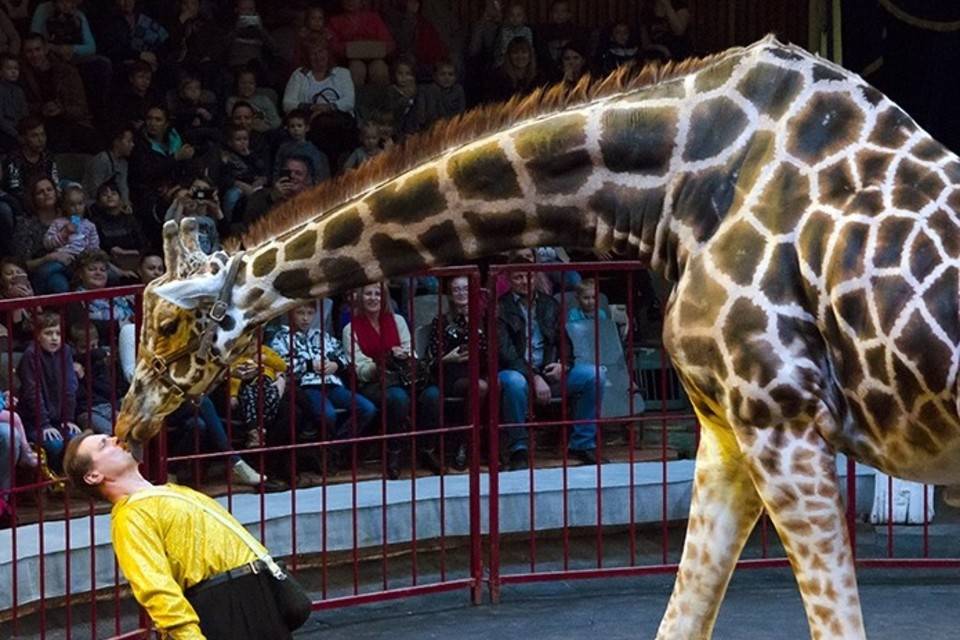 В цирке с аншлагами прошли премьерные показы «Жираф шоу»