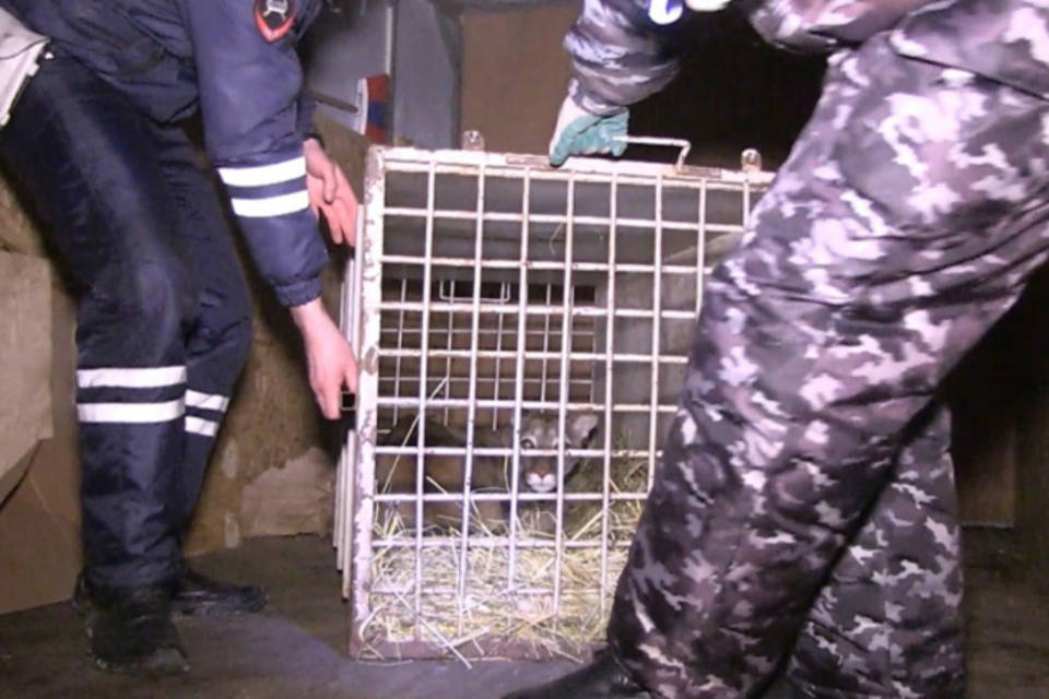 Из Волгограда спасенную канадскую пуму забирают в Московский зоопарк