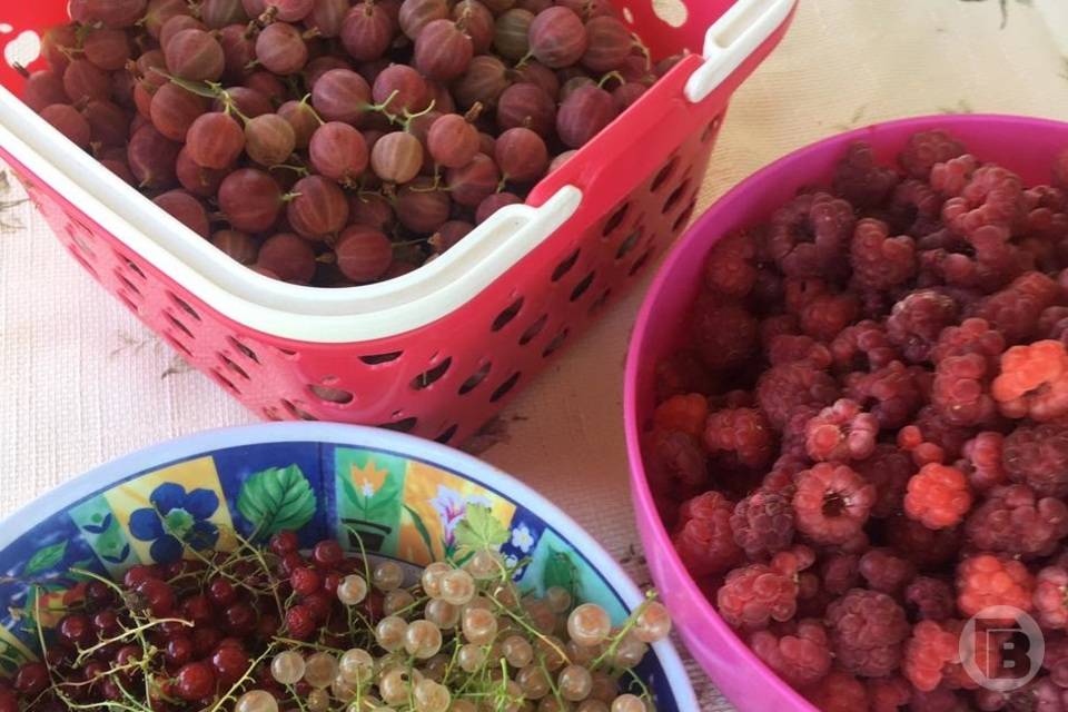 Волгоградцам советуют ягоду-малину для омоложения