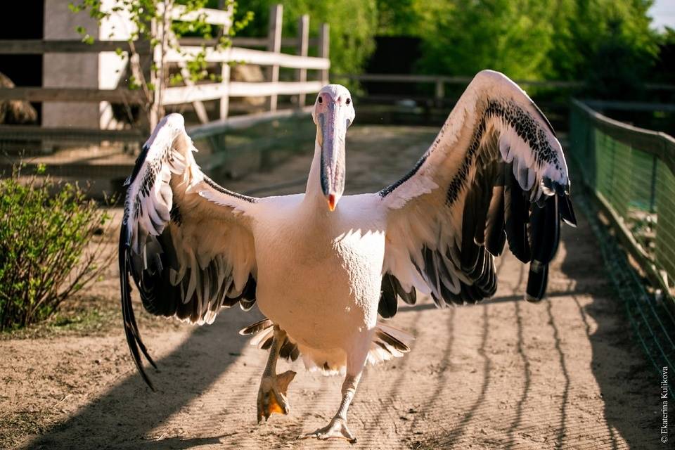 Под Волгоградом спасли самку кудрявого пеликана, назвав ее Леди