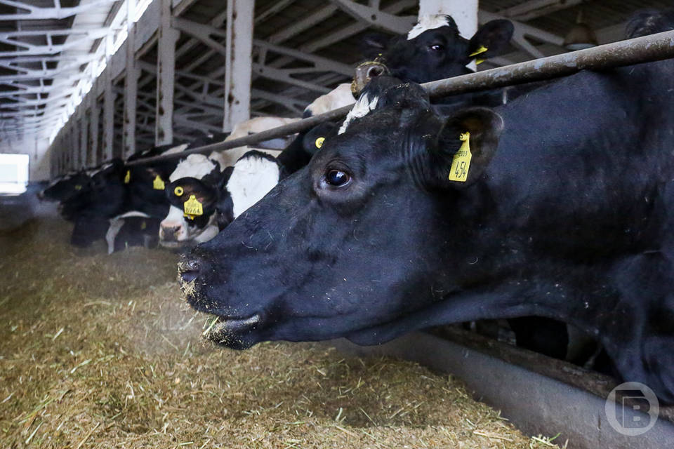 В Волгоградской области стало больше коров и молока