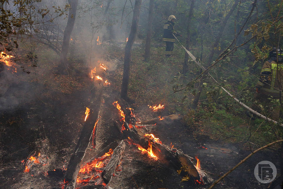 В волгоградских лесах сохраняется чрезвычайная пожароопасность