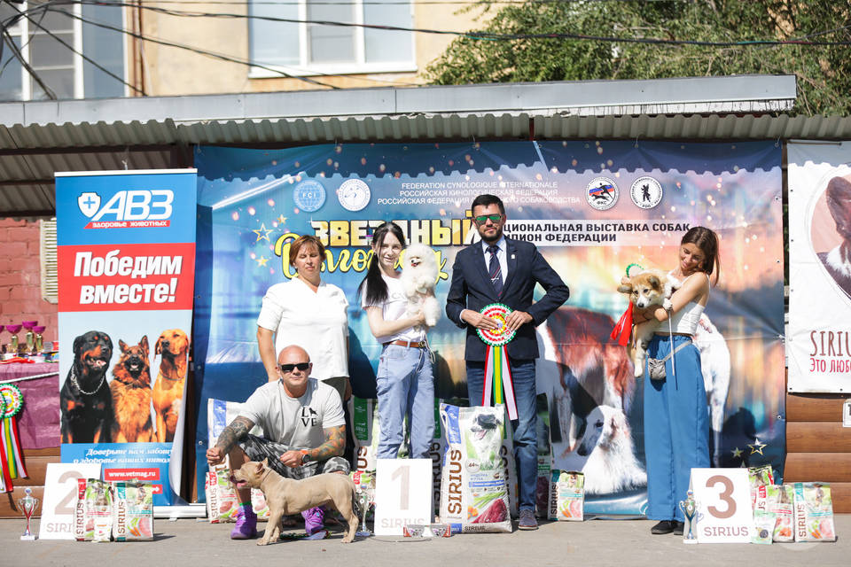 Выставка собак в Волгограде 2024.