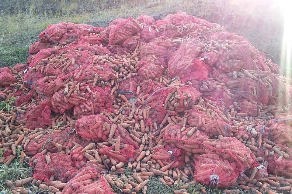 В Кировском районе волгоградцы обнаружили свалку из мешков с морковью