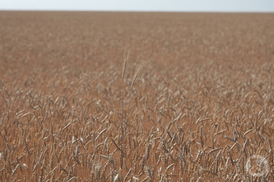 В Волгоградской области резко упали цены на зерно