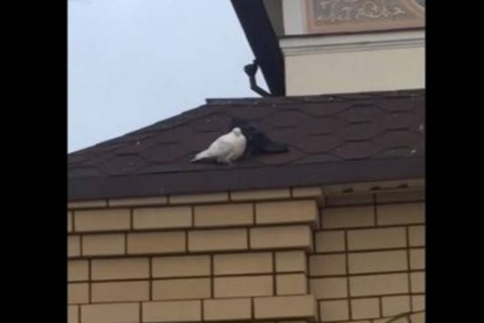 Волгоградцы наблюдают необычную пару голубей, поселившуюся на крыше храма