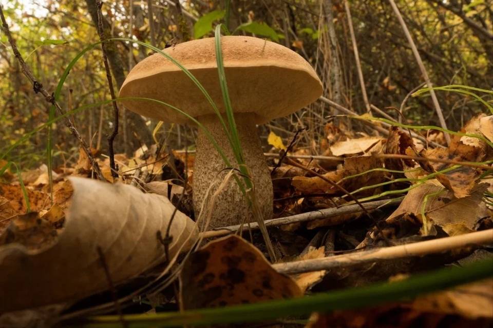 50 жителей Волгоградской области отравились опасными грибами
