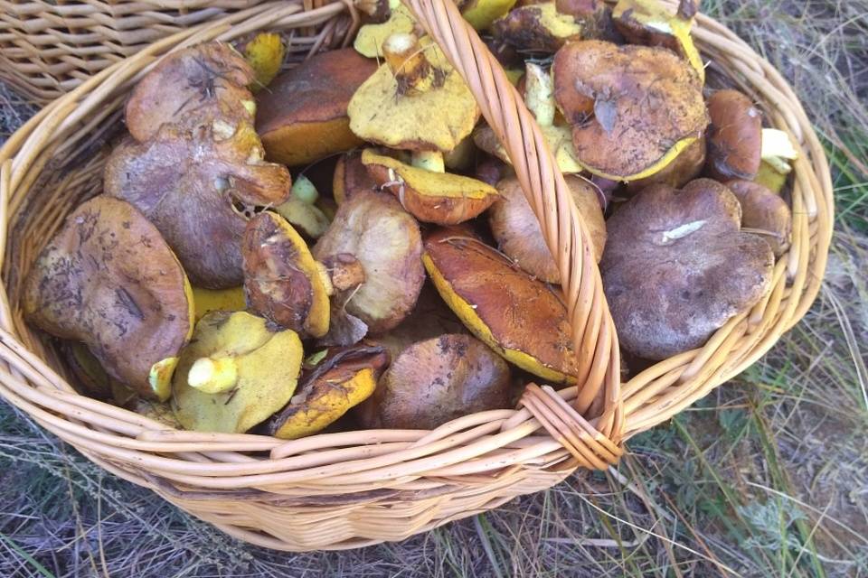 Под Волгоградом в лесу нашли гриб весом почти 3 килограмма
