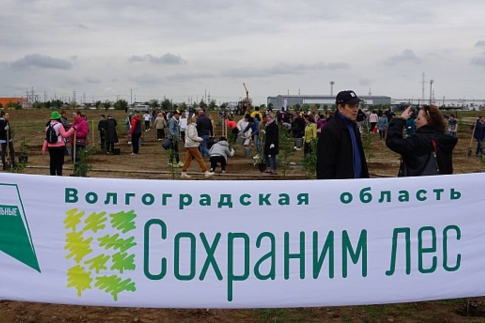 В Волгоградской области высадят более 100 тысяч деревьев