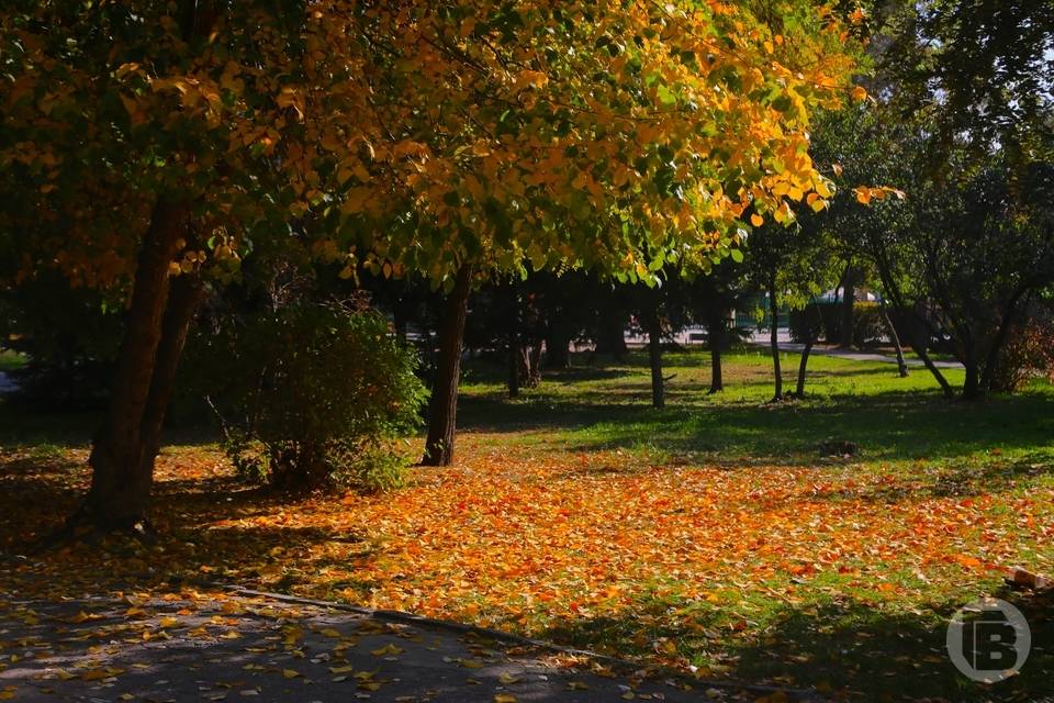 16 октября Волгоград ждут солнечная погода и 13 градусов тепла