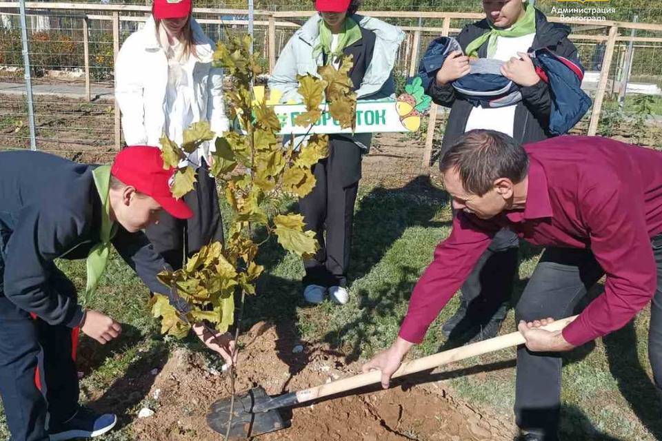 Территорию пяти школ в Волгограде украсят необычными деревьями
