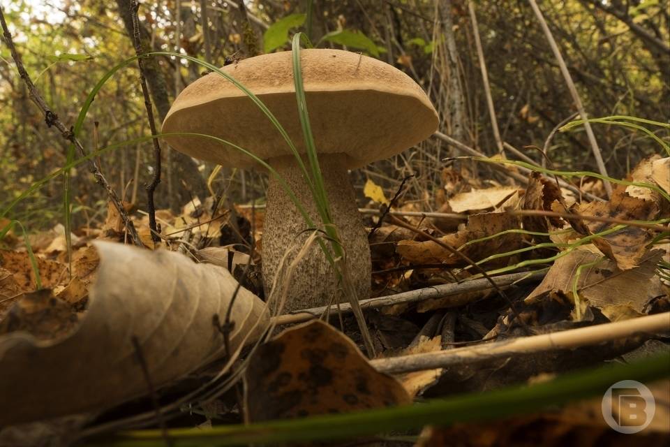 Волгоградцы ходят в грибные туры вглубь леса на 6-8 часов за груздями и шампиньонами