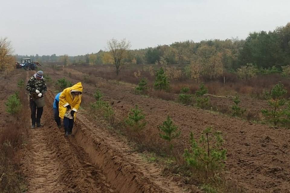 В лесах Волгоградской области высадят более 1,3 млн молодых деревьев