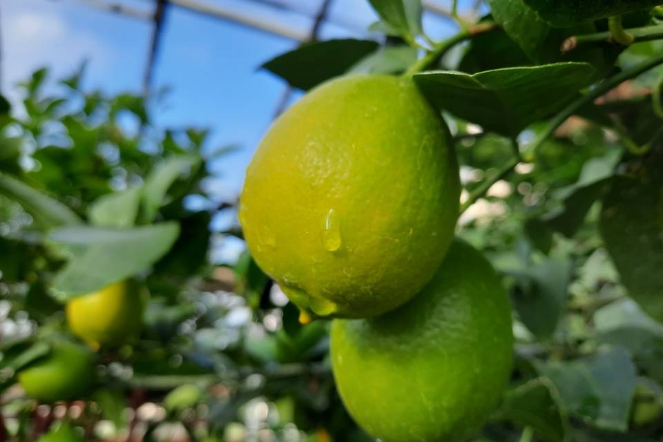 100 кг лимонов собрали в Волгоградском ботаническом саду