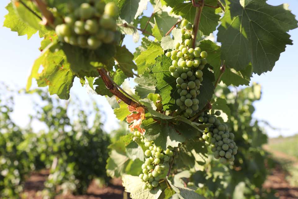 В Волгоградской области в 2022 году собрали 300 тонн винограда