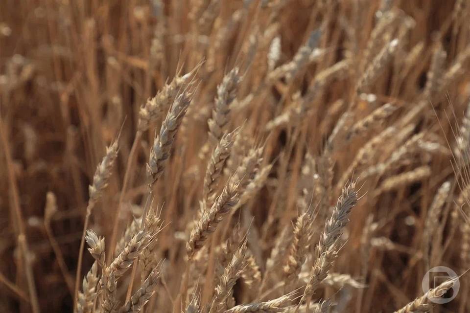 В Волгоград ввезли 1 тонну пшеницы с нарушением правил маркировки