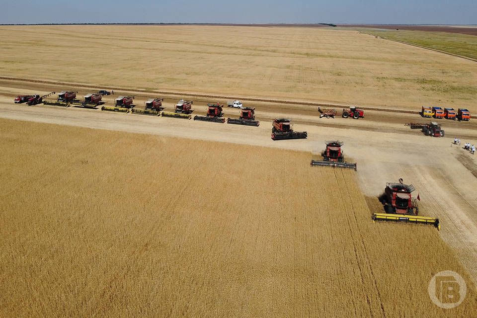 В Волгоградской области собрали лучший на десятилетия урожай зерновых