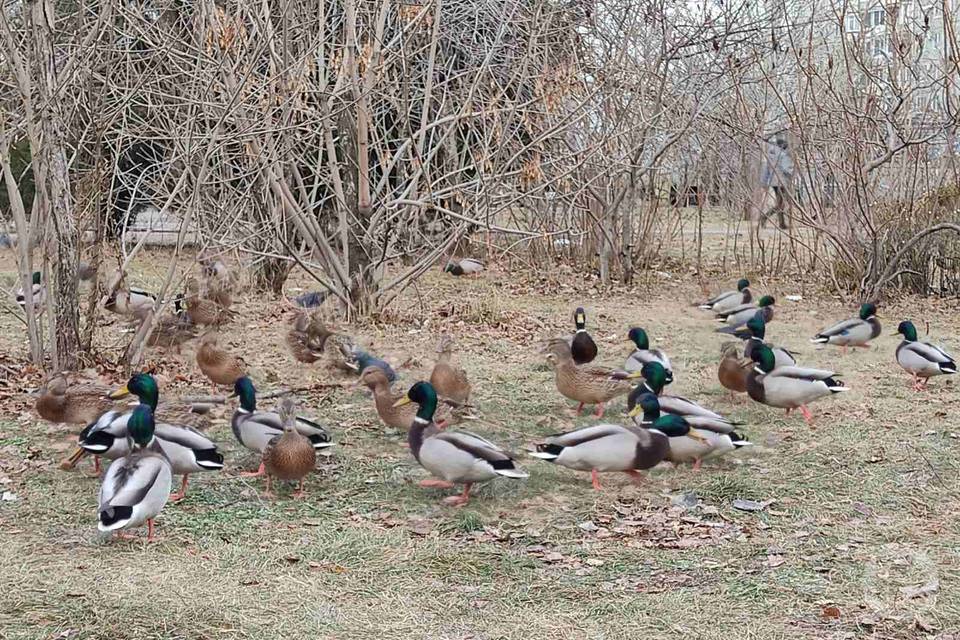 Дикие гуси перелетные птицы. Дикие утки и гуси перелетные птицы. Стая перелетных птиц. Много птиц. Стая селезней.