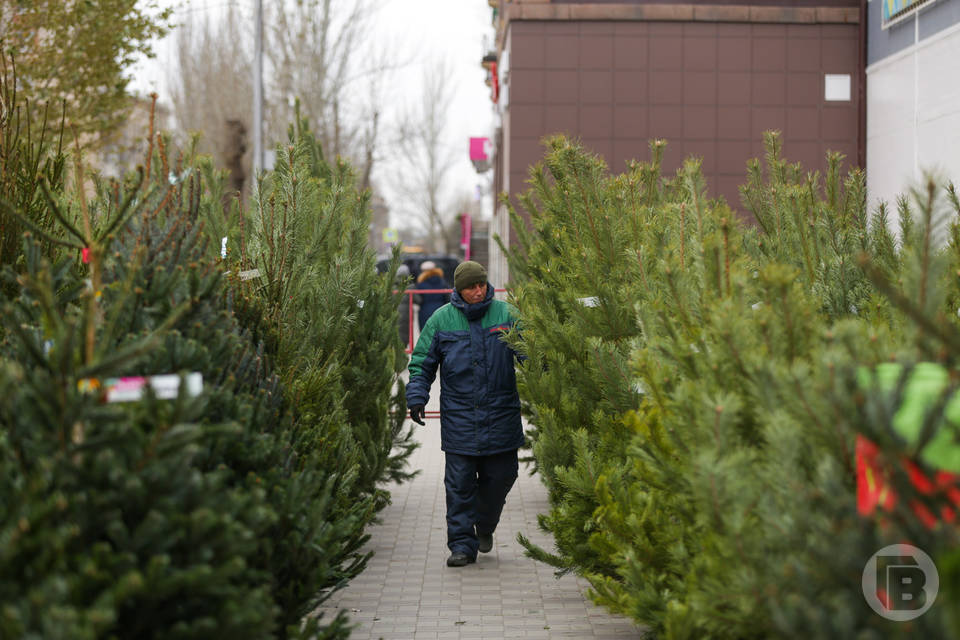 Новогодние елки в Волгограде после праздников послужат животным