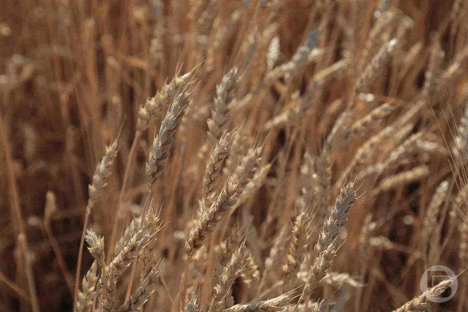 В Волгоградской области снизились цены на зерно