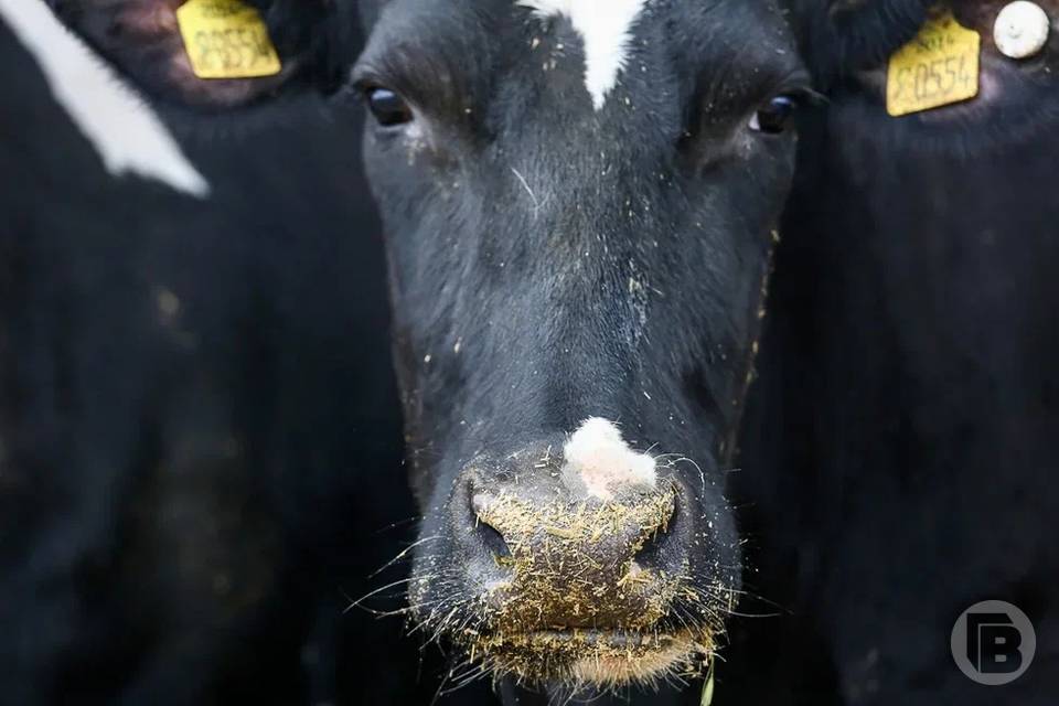 В Волгоградской области за год увеличилось поголовье крупного рогатого скота