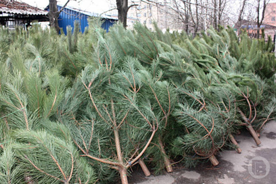 Волгоградские школьники превращают новогодние елки в корм для лошадей