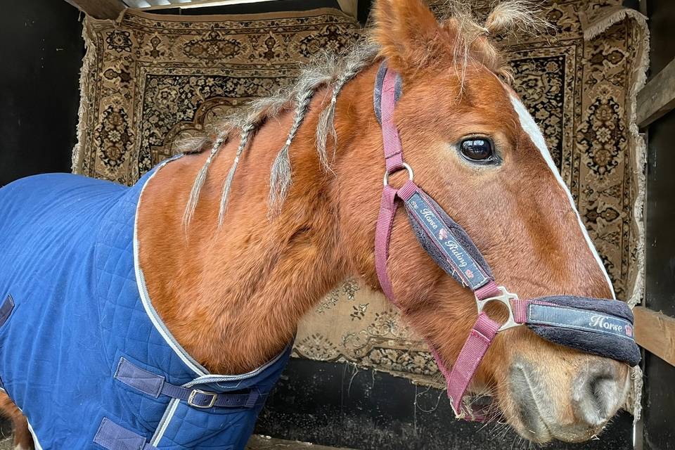 Стало известно, как чувствует себя спасенная в Волгоградской области лошадка
