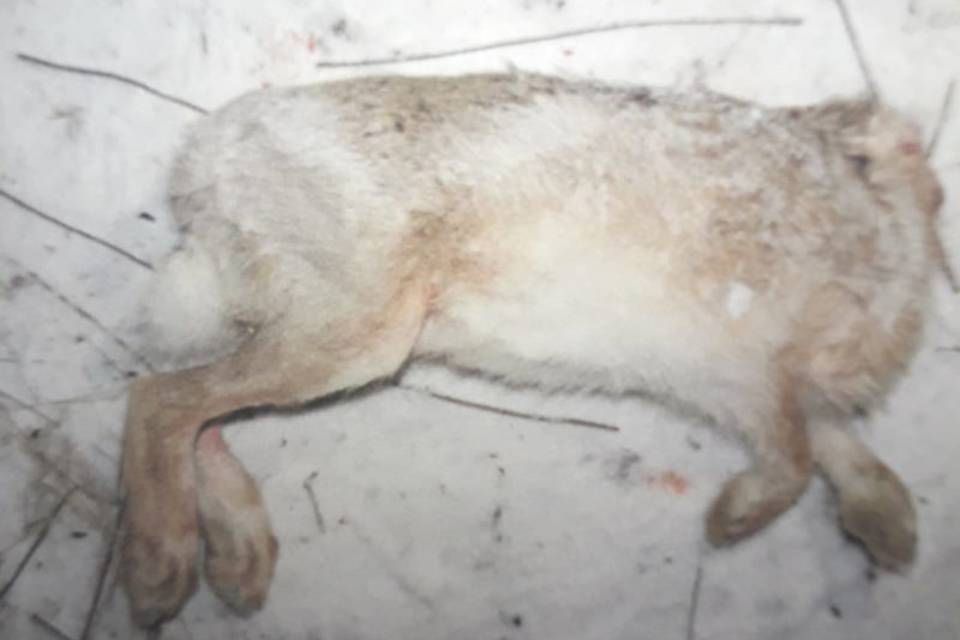 Охота «из-под фар»: волгоградец убил зайца-русака