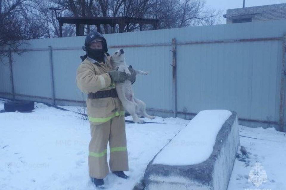 Волгоградские огнеборцы спасли собаку, упавшую в котлован