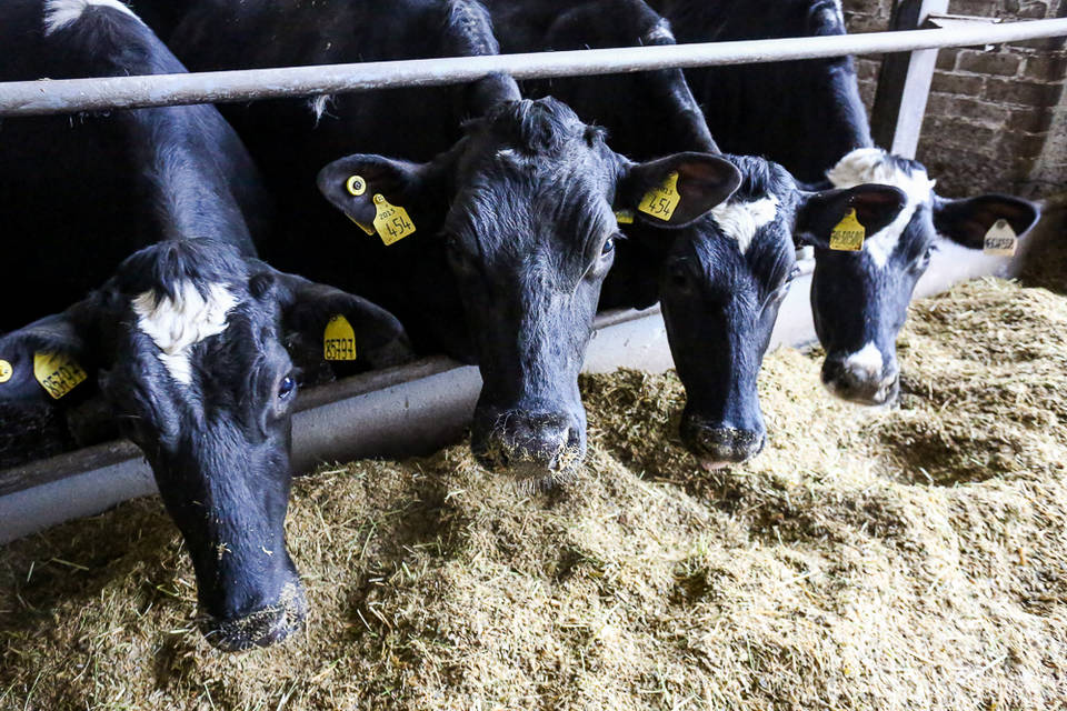 Волгоградские куры и коровы повысили «производительность труда»