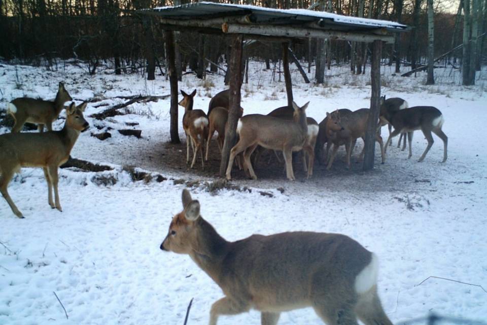 В волгоградских лесах установили «фудкорты» для диких животных