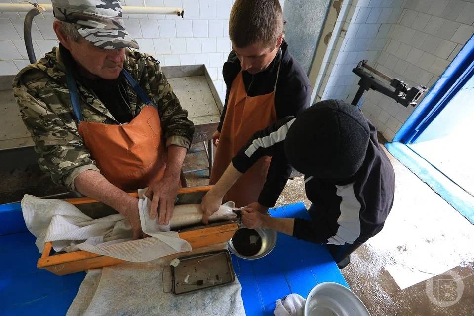 Волгоградское предприятие-фантом продало в Москву и Липецк более 210 тонн опасной рыбы