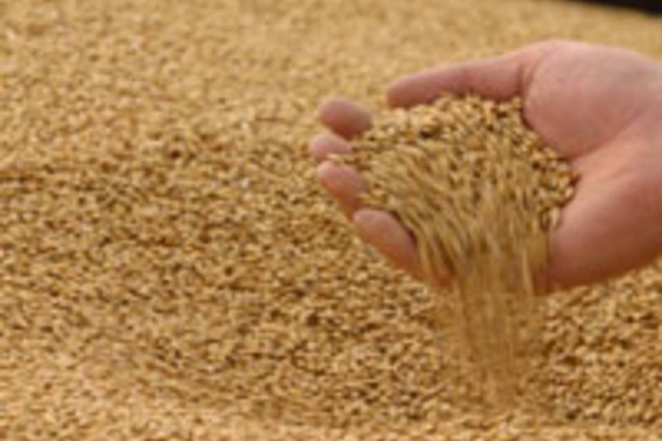Волгоградское сельхозпредприятие с нарушениями вывезло зерно с зараженной территории