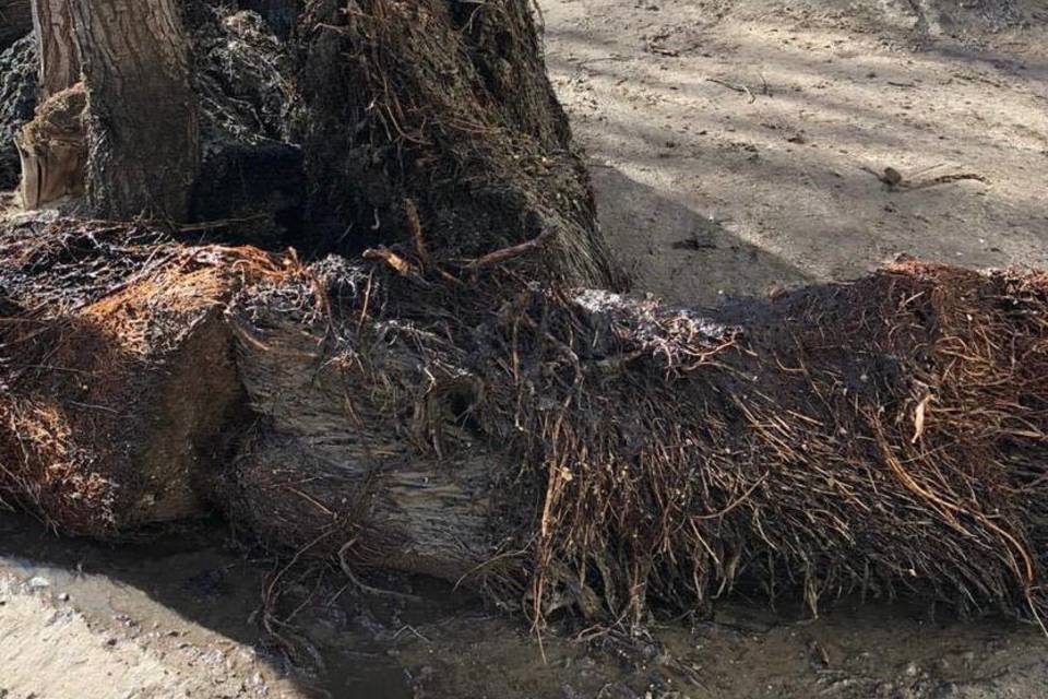 Корни дерева стали причиной канализационного засора в Волгограде