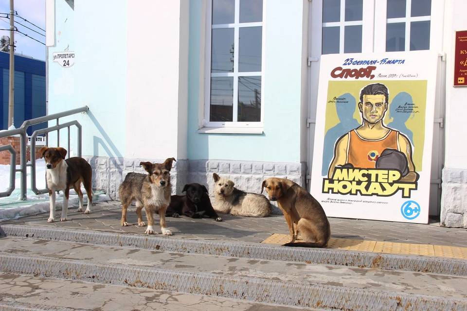 По улицам Камышина бегает две тысячи беспризорных собак