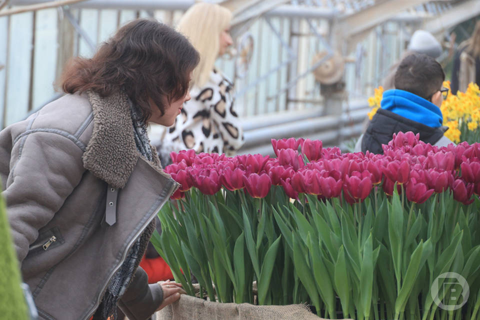 В Волгоградском ботсаду расцвели 50 тысяч тюльпанов и нарциссов - фото