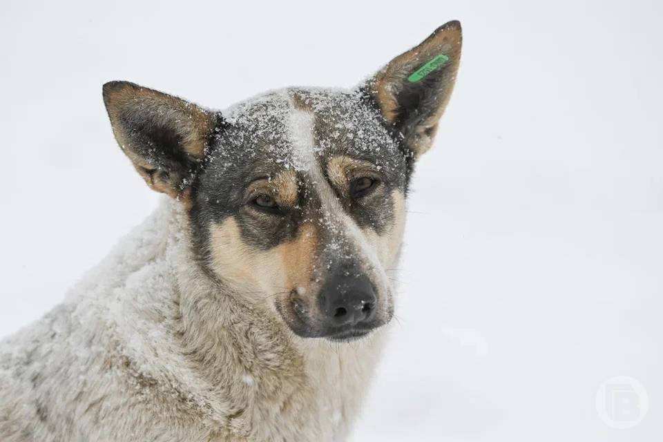 В Волгоградской области поймали 6,4 тысячи бездомных собак