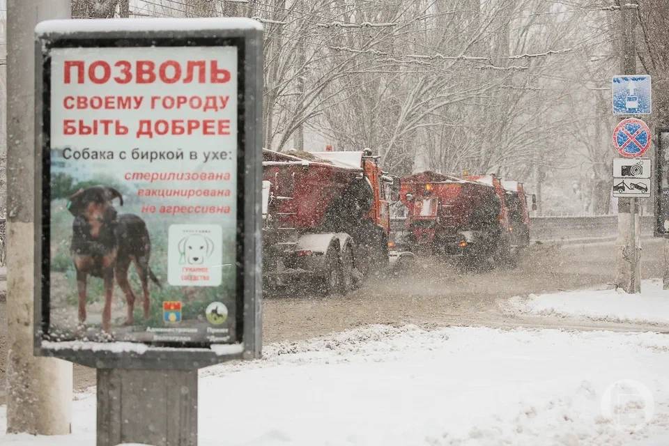 В Волгоградской области на борьбу с бездомными собаками потратили 15 млн рублей