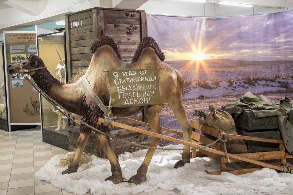 В Волгограде проходит выставка животных-фронтовиков