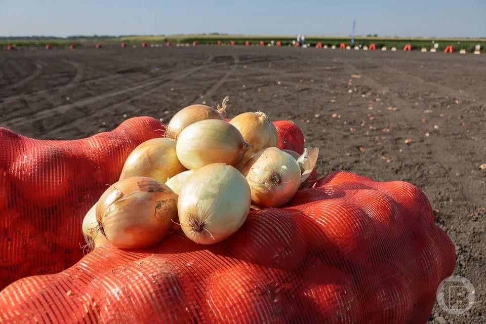 Более 20 тонн волгоградского лука отправили в Молдавию