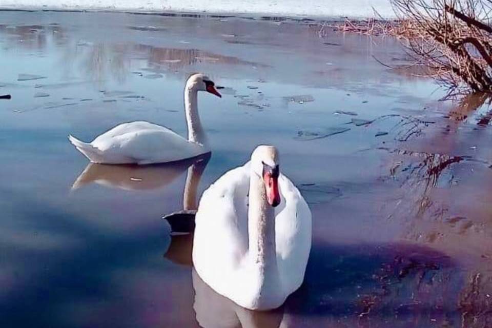 Пара лебедей вернулась на озеро Подпесочное под Волгоградом