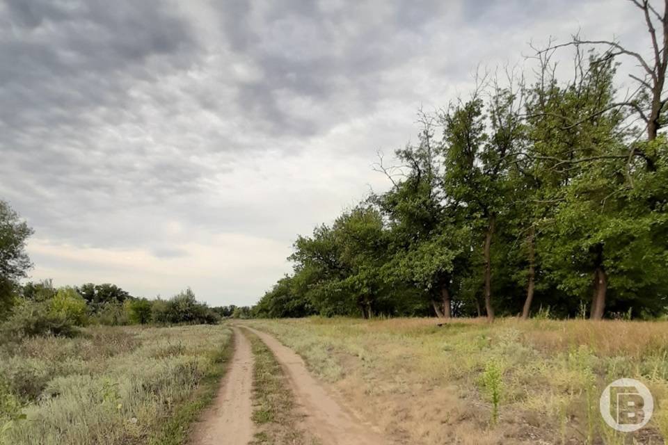 1458 га лесов восстановили в Волгоградской области в 2022 году
