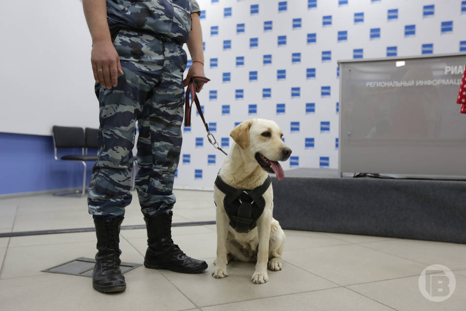 В Волгограде пытаются найти молодых конвоиров с собаками