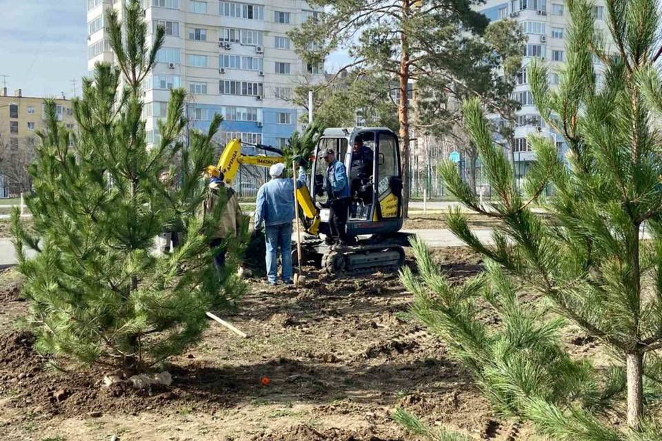 200 крупномерных деревьев готовятся высадить весной в главном парке Волгограда